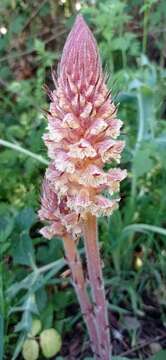 Слика од Orobanche amethystea Thuill.