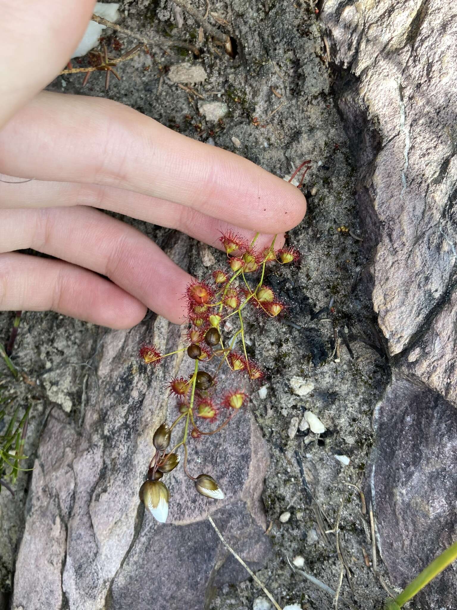 صورة Drosera huegelii var. phillmanniana