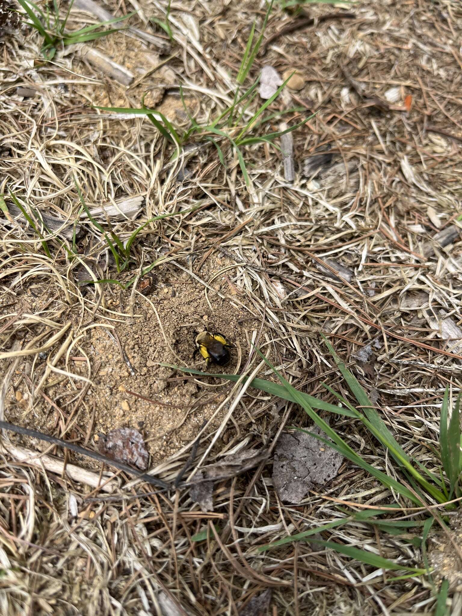 Imagem de Andrena regularis Malloch 1917