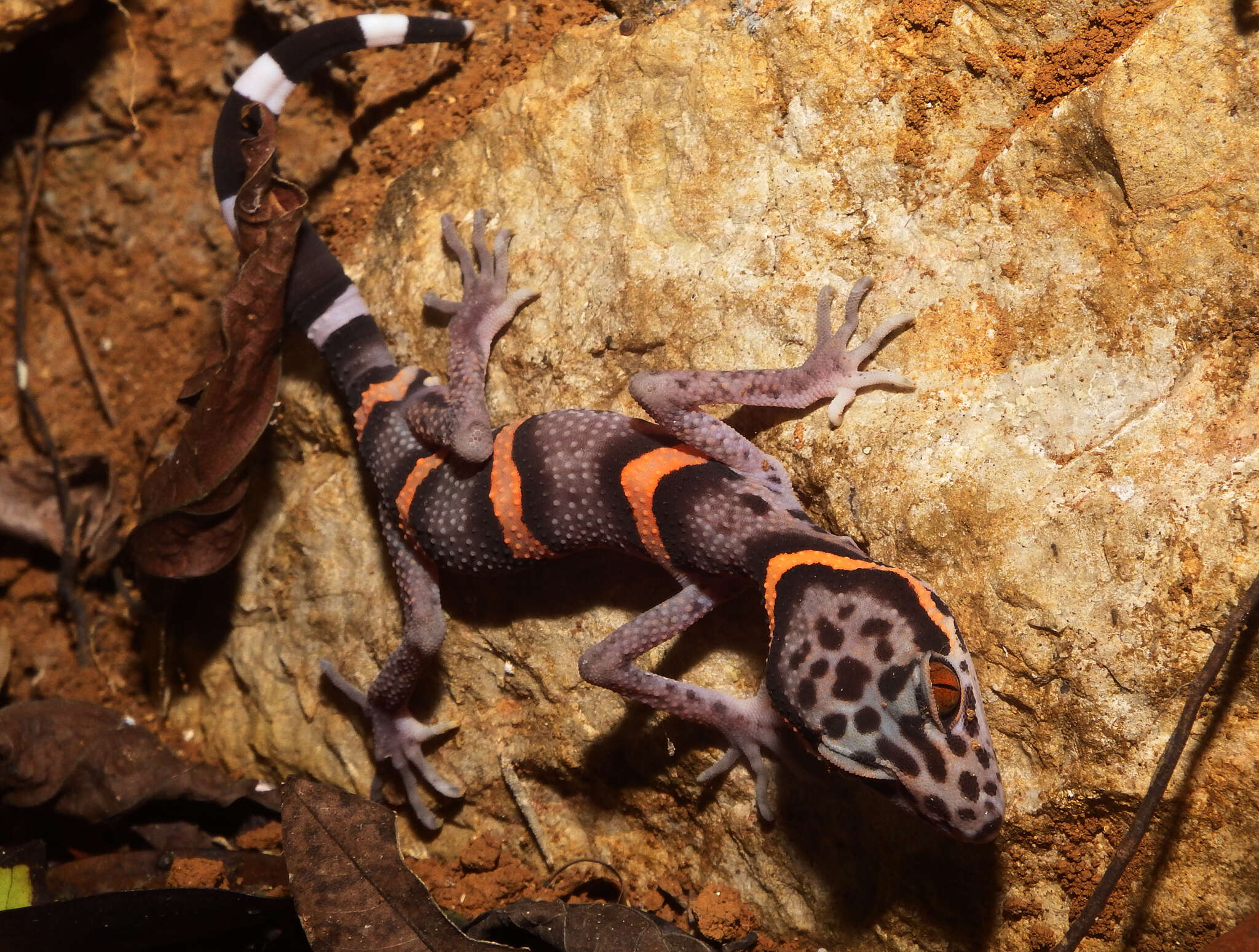 Image of Chinese Cave Gecko