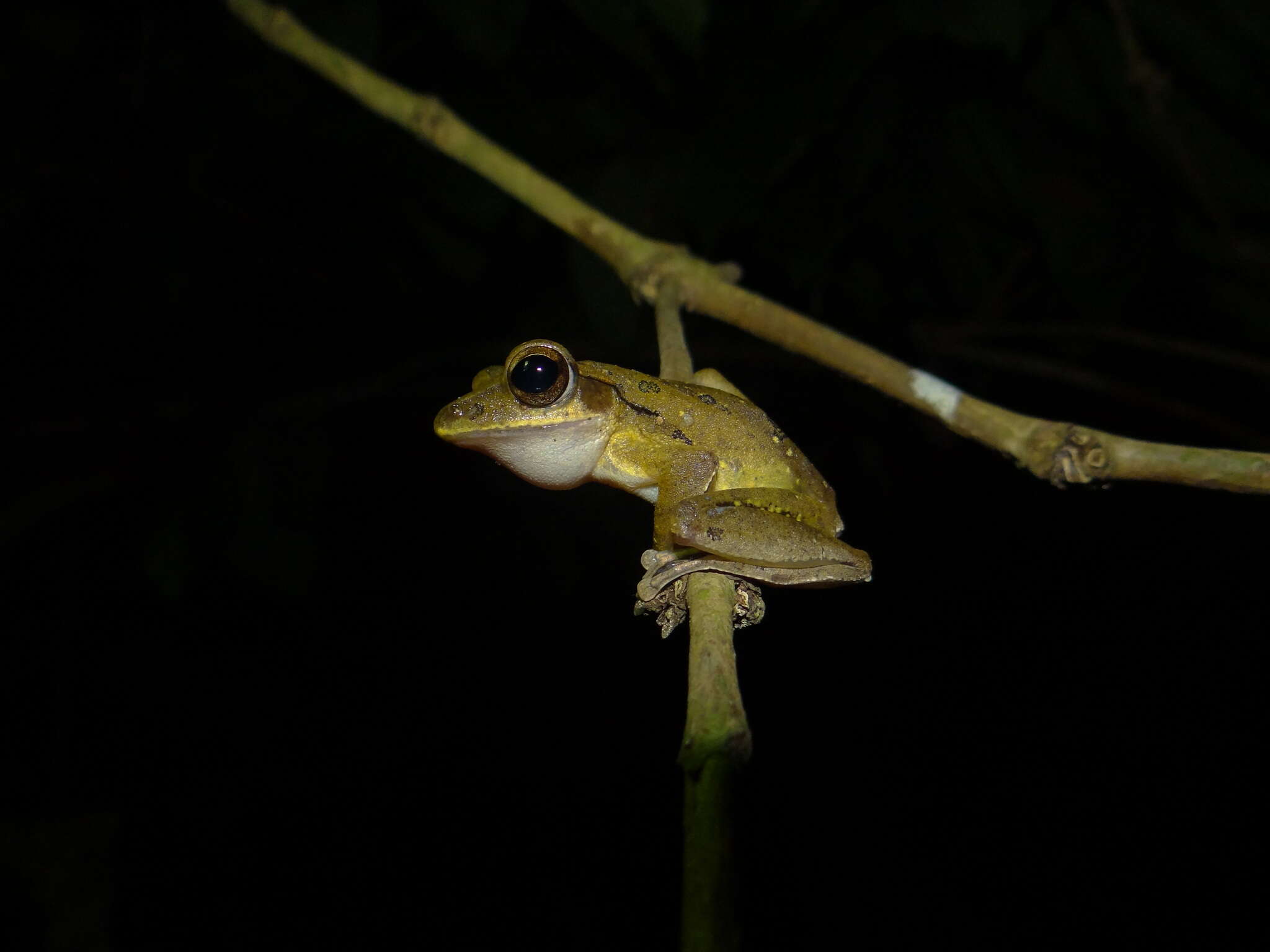 Image de Polypedates occidentalis Das & Dutta 2006