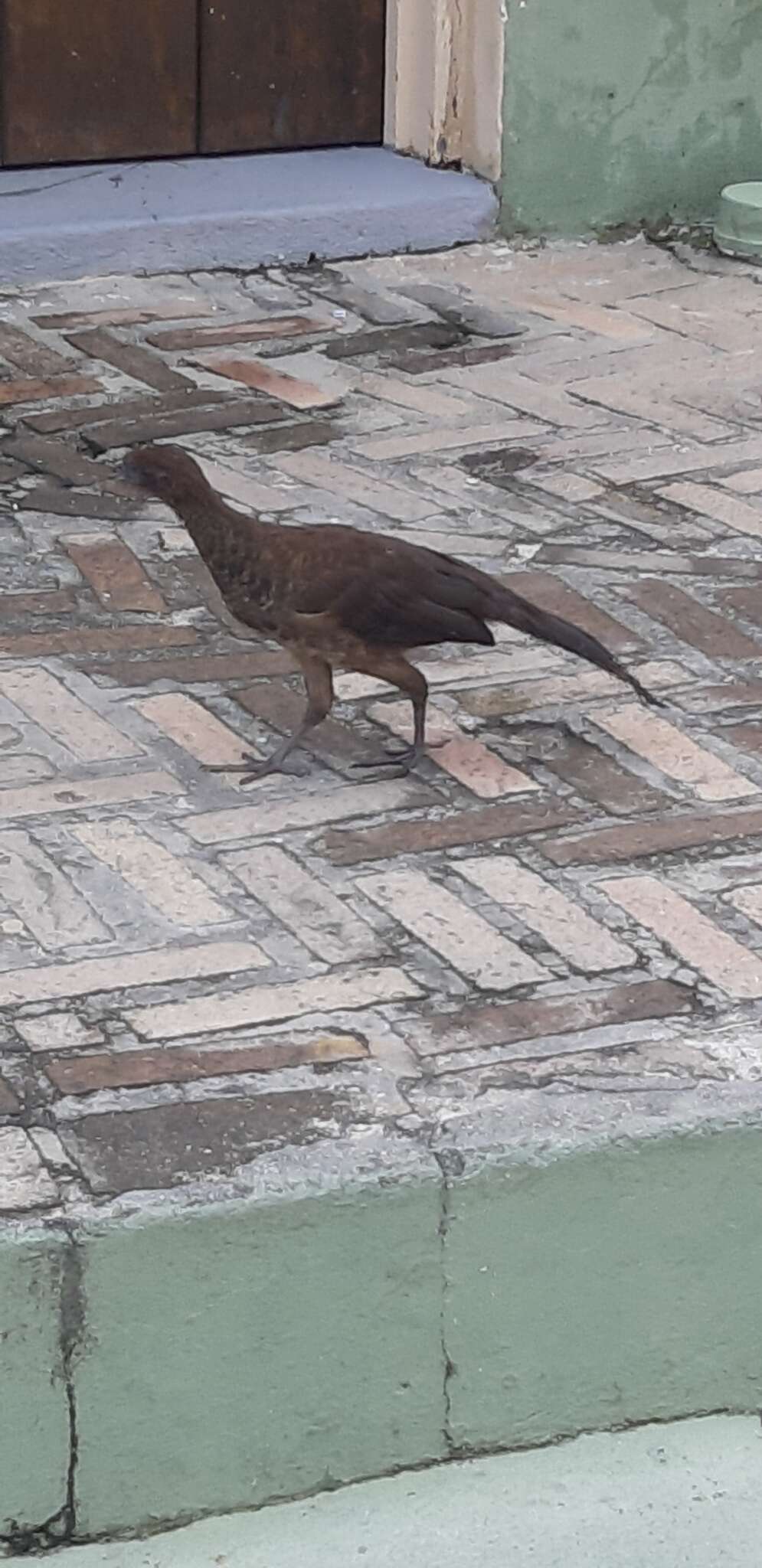 Image of Brazilian Chachalaca