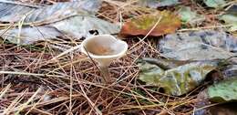 Image of Ampulloclitocybe