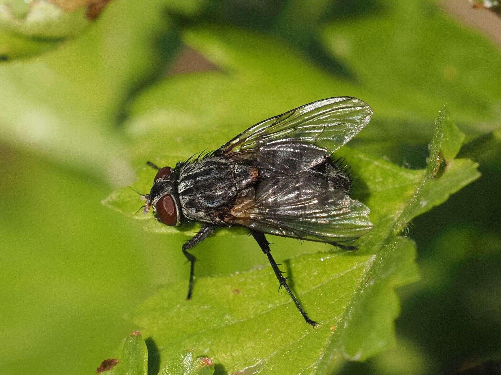 Sivun Muscina prolapsa (Harris 1780) kuva