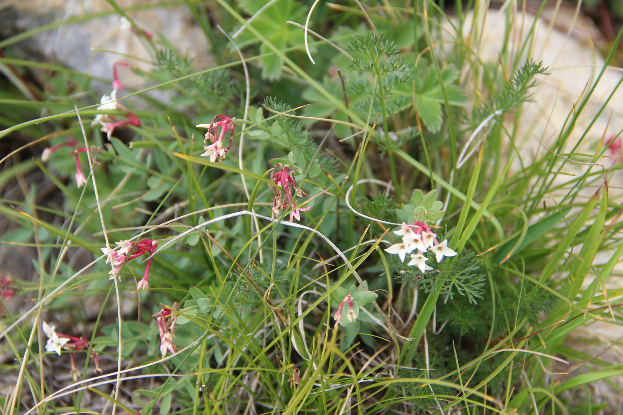 صورة Diarthron caucasicum (Pobed.) Kit Tan