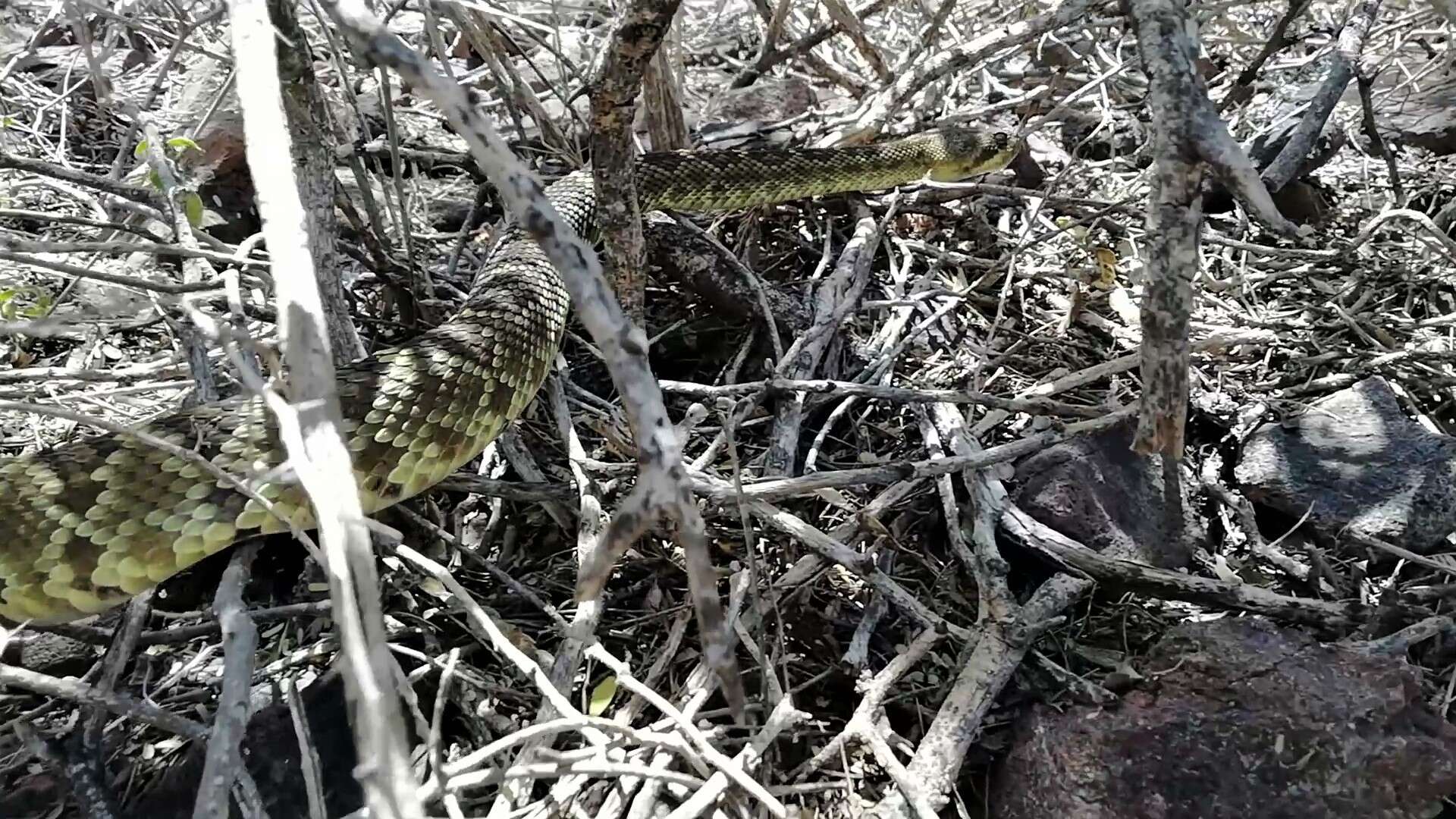 Image of Blacktail Rattlesnake