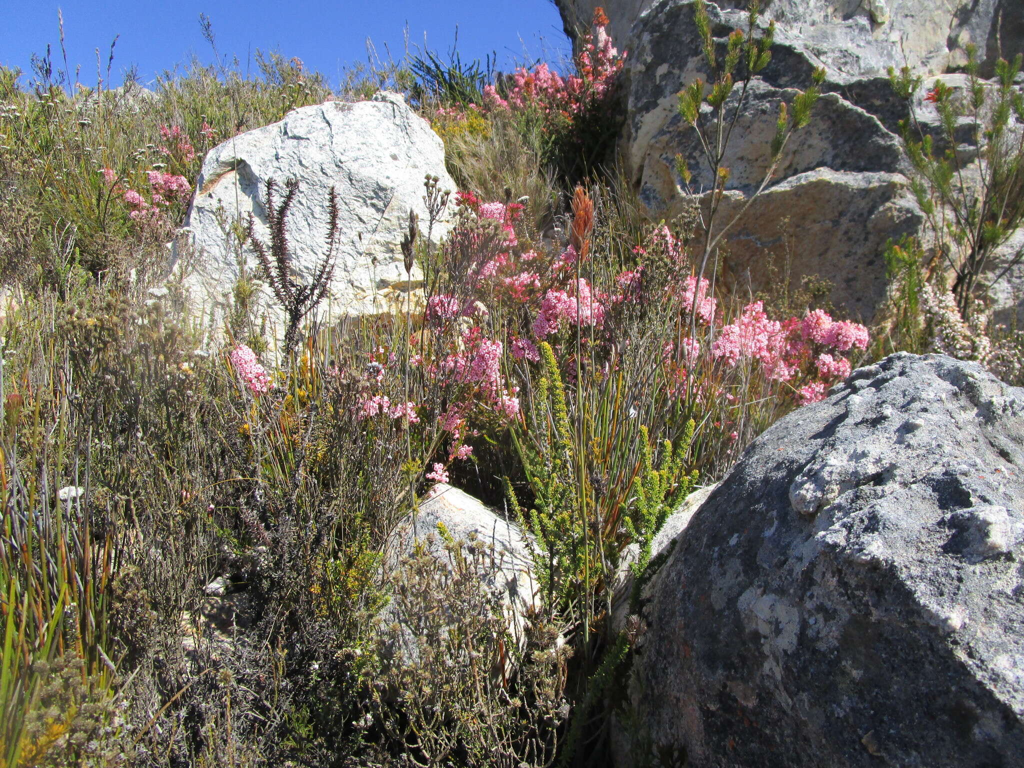 صورة Erica daphniflora var. daphniflora