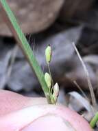 Panicum malacon Nash resmi