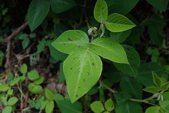 Image of greenleaf ticktrefoil