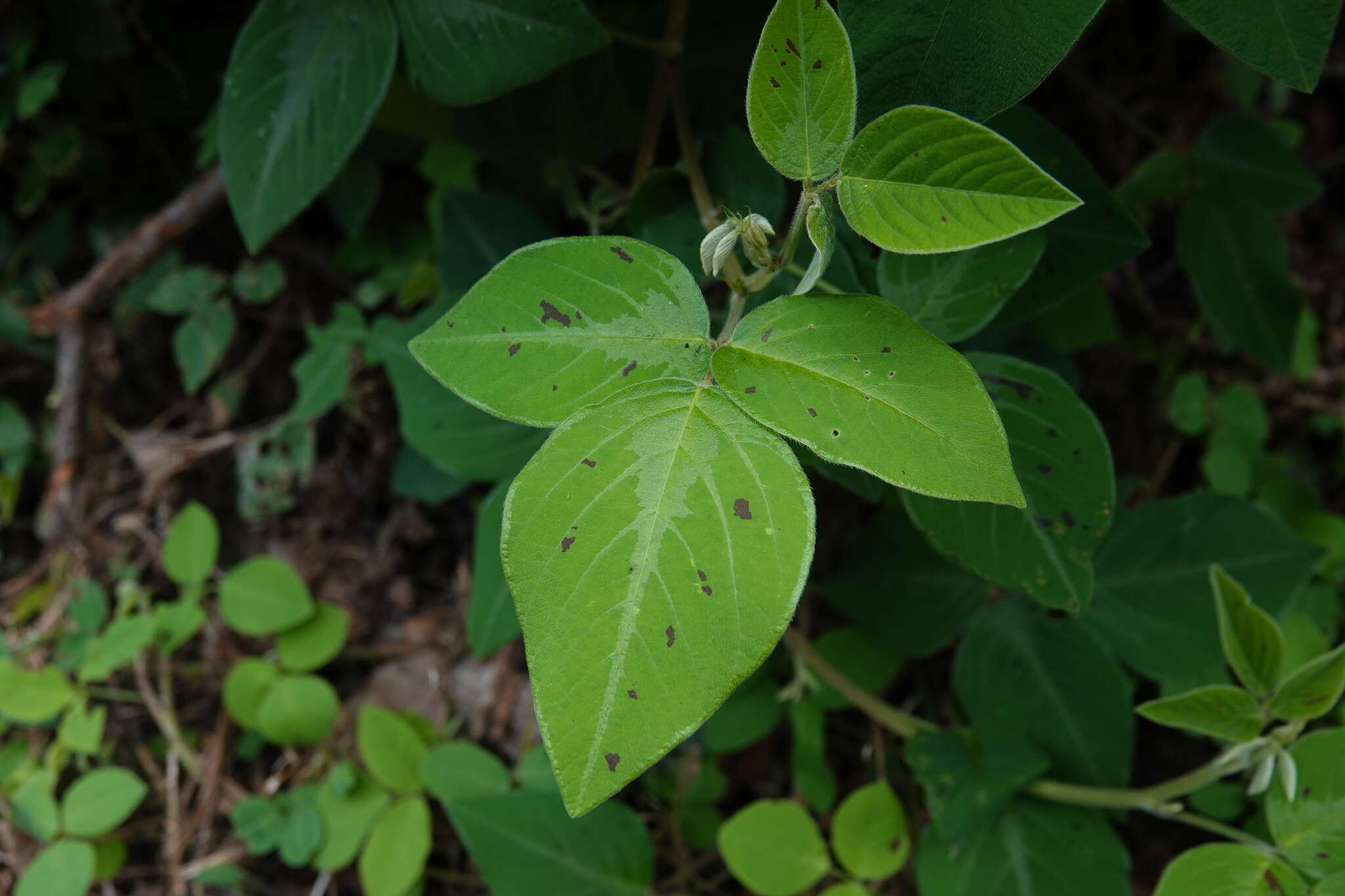 Desmodium intortum (Mill.) Urb. resmi