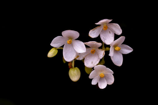 Image of Begonia crenata Dryand.