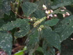 Image of Rinorea hummelii Sprague