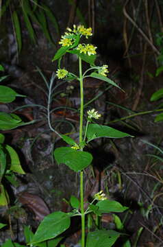 Schistocarpha eupatorioides (Fenzl) O. Kuntze resmi