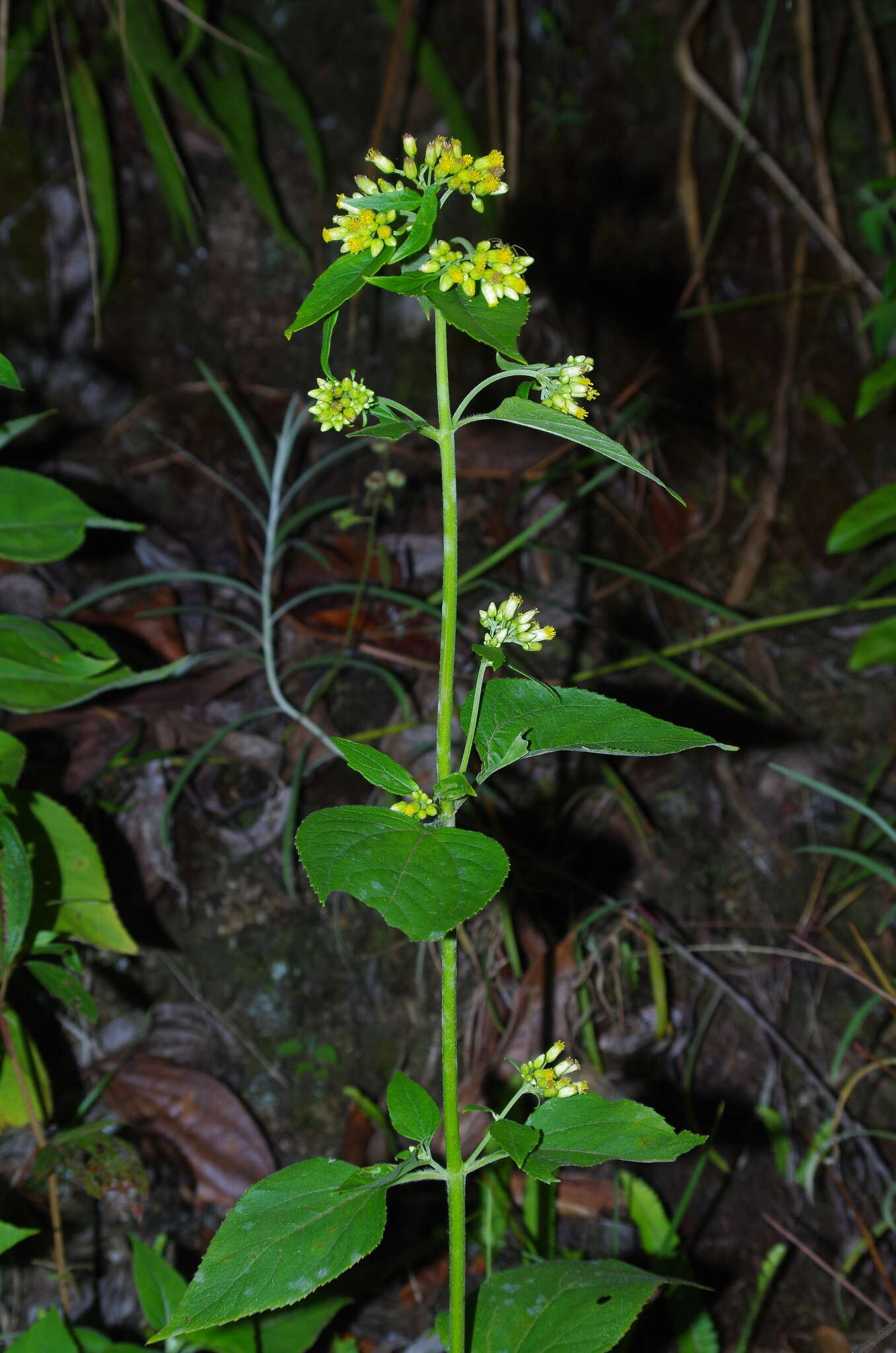 Schistocarpha eupatorioides (Fenzl) O. Kuntze resmi