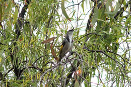 Image of Crescent Honeyeater