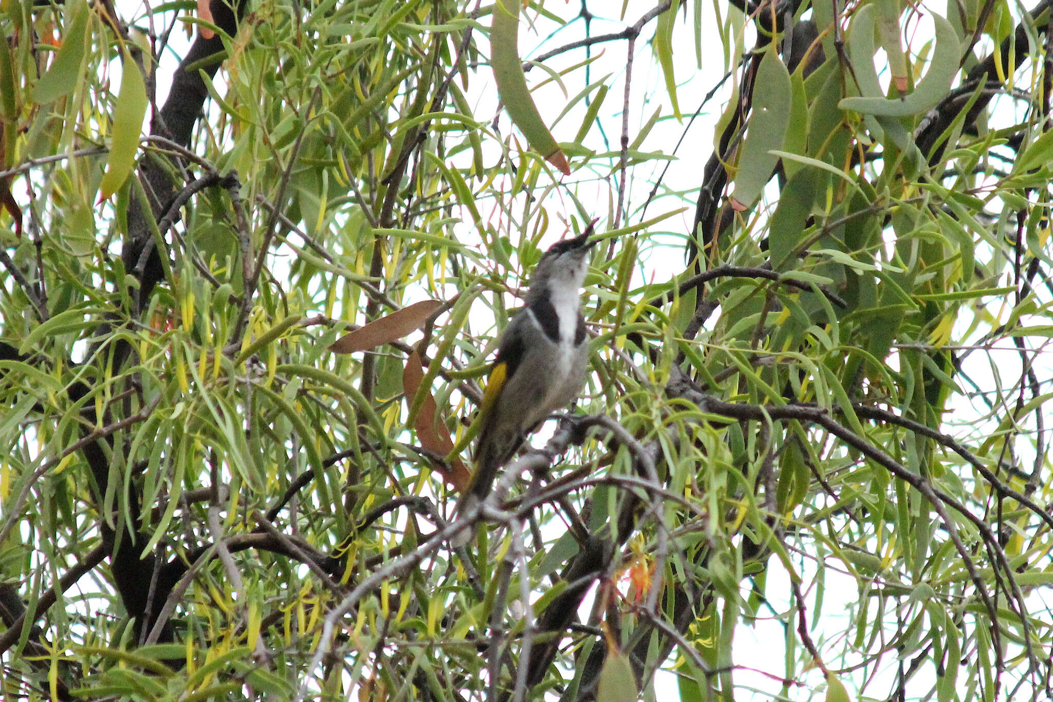 Image of Crescent Honeyeater