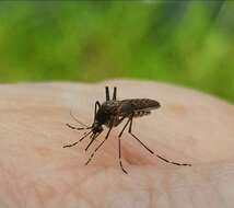 صورة Aedes camptorhynchus (Thomson 1869)