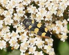 Image of Castiarina interstitialis (Carter 1931)