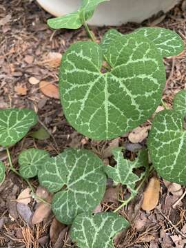 Image of Aristolochia fimbriata Cham.