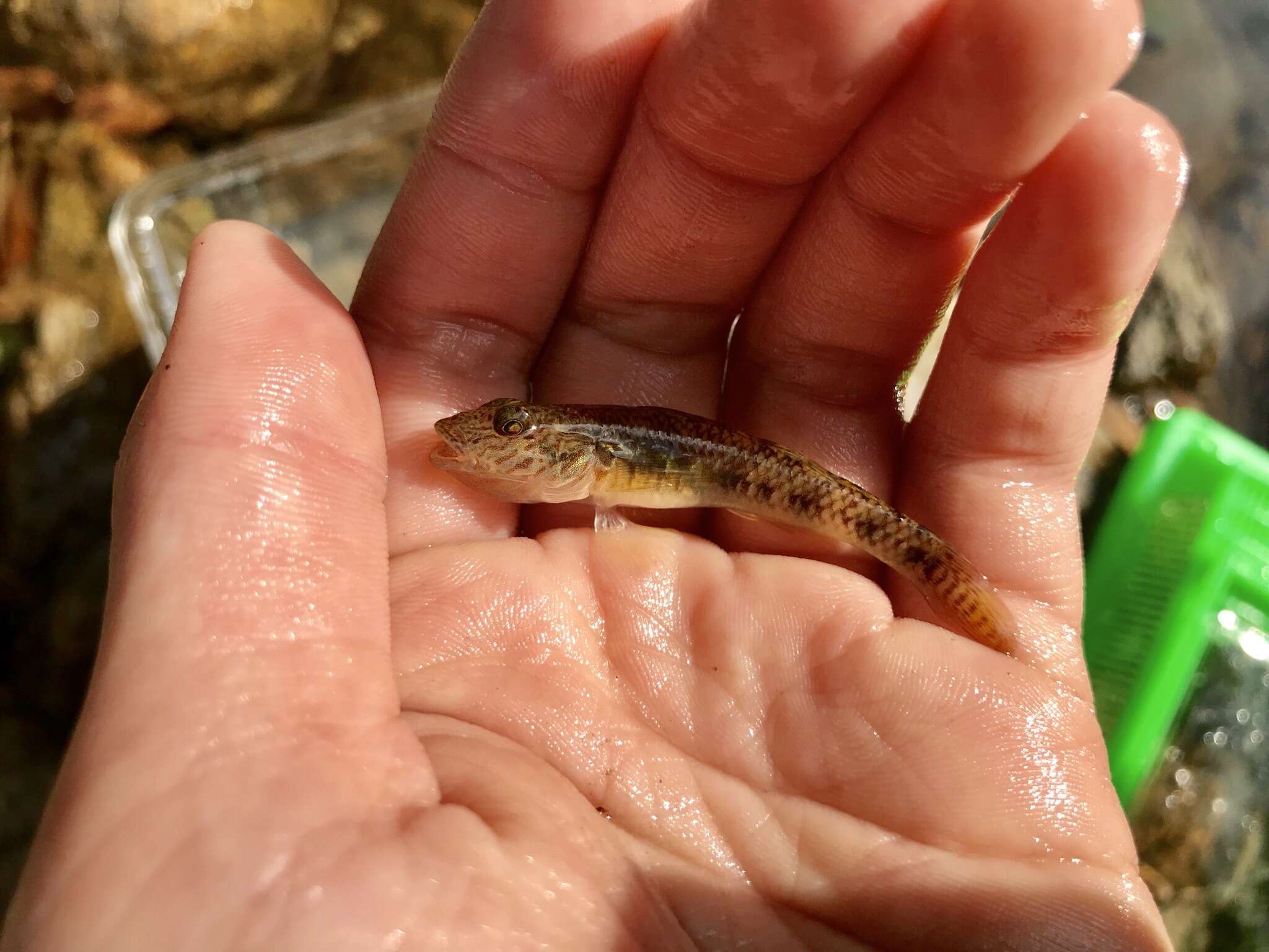 Слика од Rhinogobius similis Gill 1859