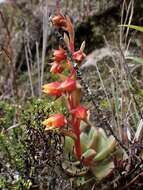 Image of Echeveria quitensis (Kunth) Lindley