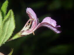 Image of Coopernookia chisholmii (Blakely) Carolin