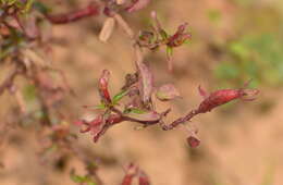 Imagem de Ludwigia perennis L.