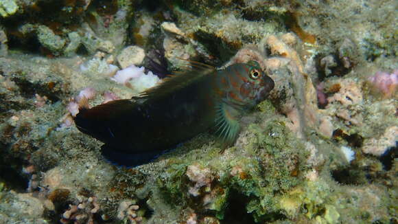 Image of Chestnut Blenny