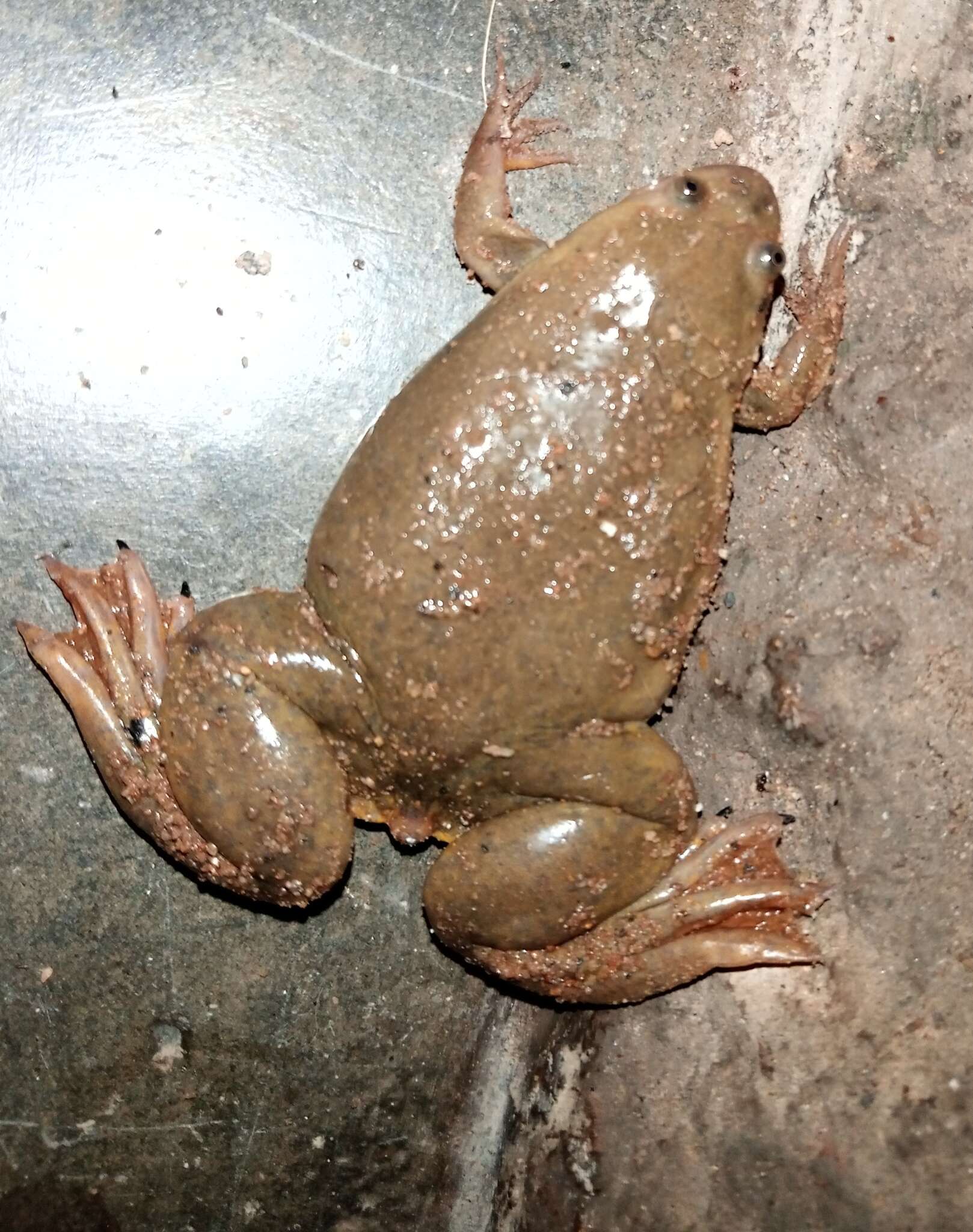 Image of Lake Vistoria Clawed Frog