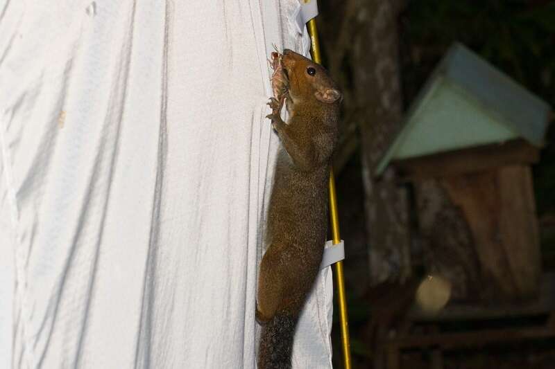 Image of Asian Red-cheeked Squirrel