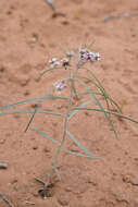 Image of Cutler's milkweed