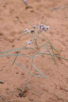 Image of Cutler's milkweed