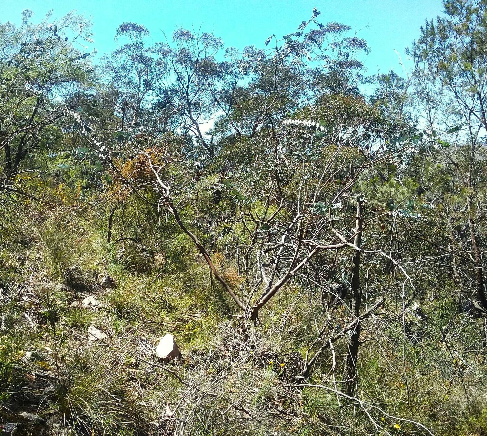 Image of Silver-leaved Mountain Gum