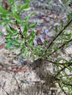 Image of Dress' goldenaster