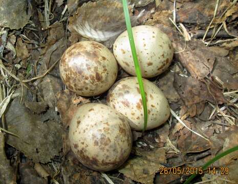 Слика од Scolopax Linnaeus 1758