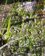 Image of bladderwort