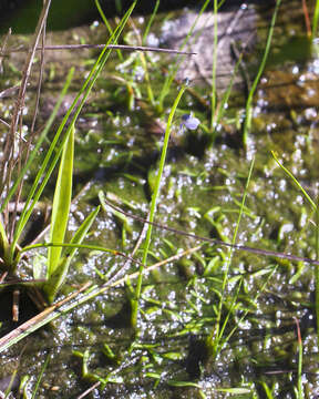 Image of bladderwort