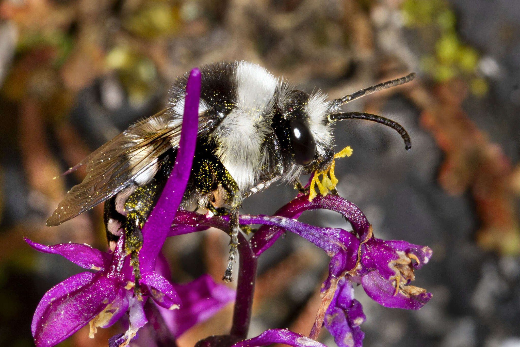 Melecta obscura simulatrix (Lieftinck 1969) resmi