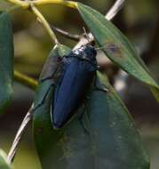 Imagem de Cyrioides australis (Boisduval 1835)