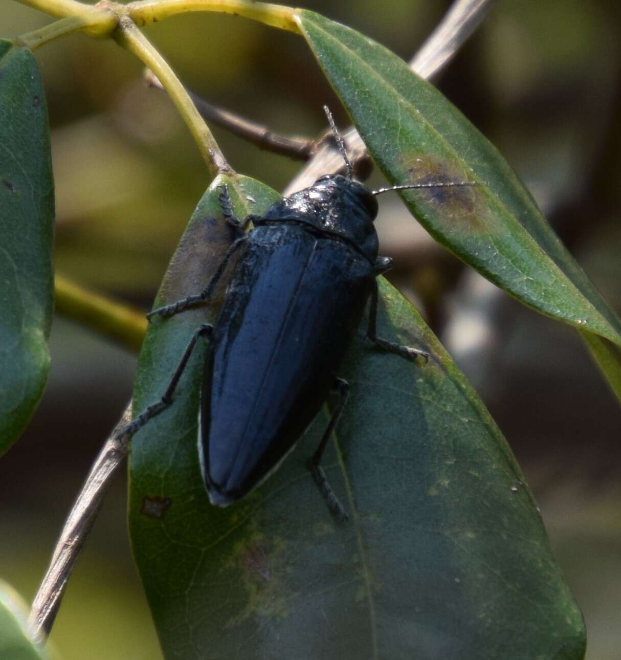 Image of Cyrioides australis (Boisduval 1835)