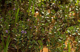Image of Lythrum rotundifolium Hochst. ex A. Rich.