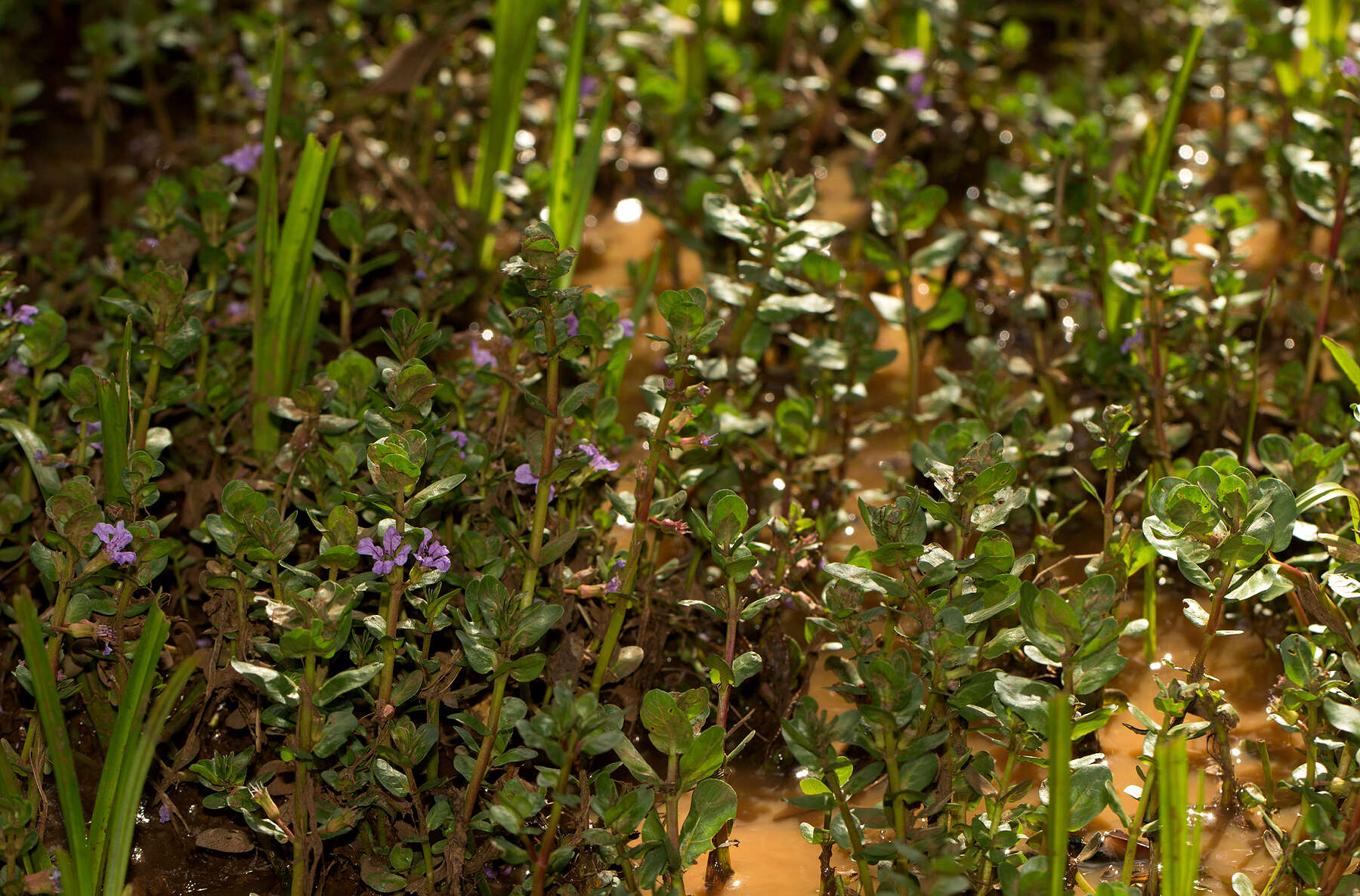 Plancia ëd Lythrum rotundifolium Hochst. ex A. Rich.