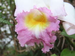 صورة Sobralia powellii Schltr.