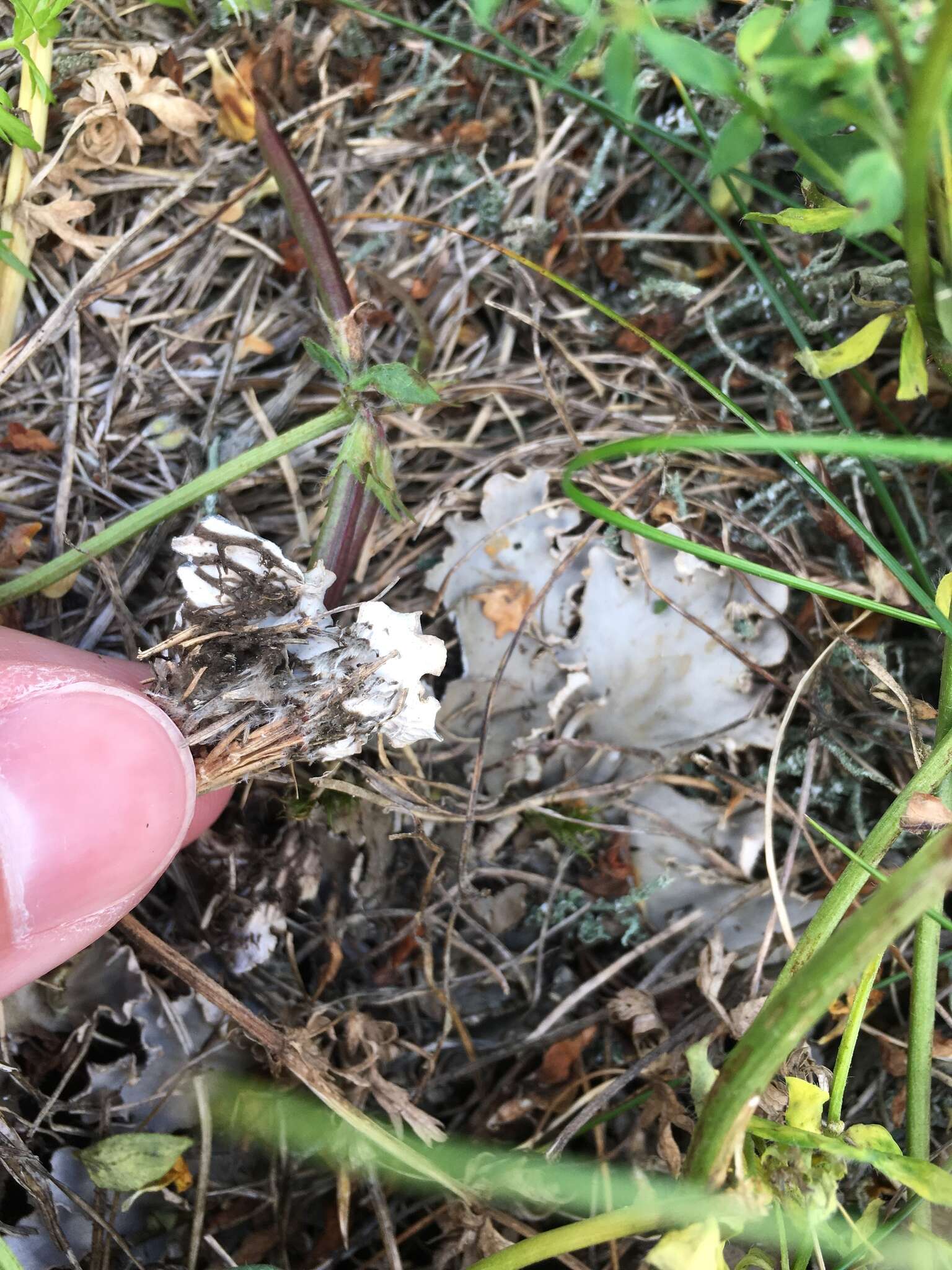 Image of Field dog-lichen;   Felt lichen