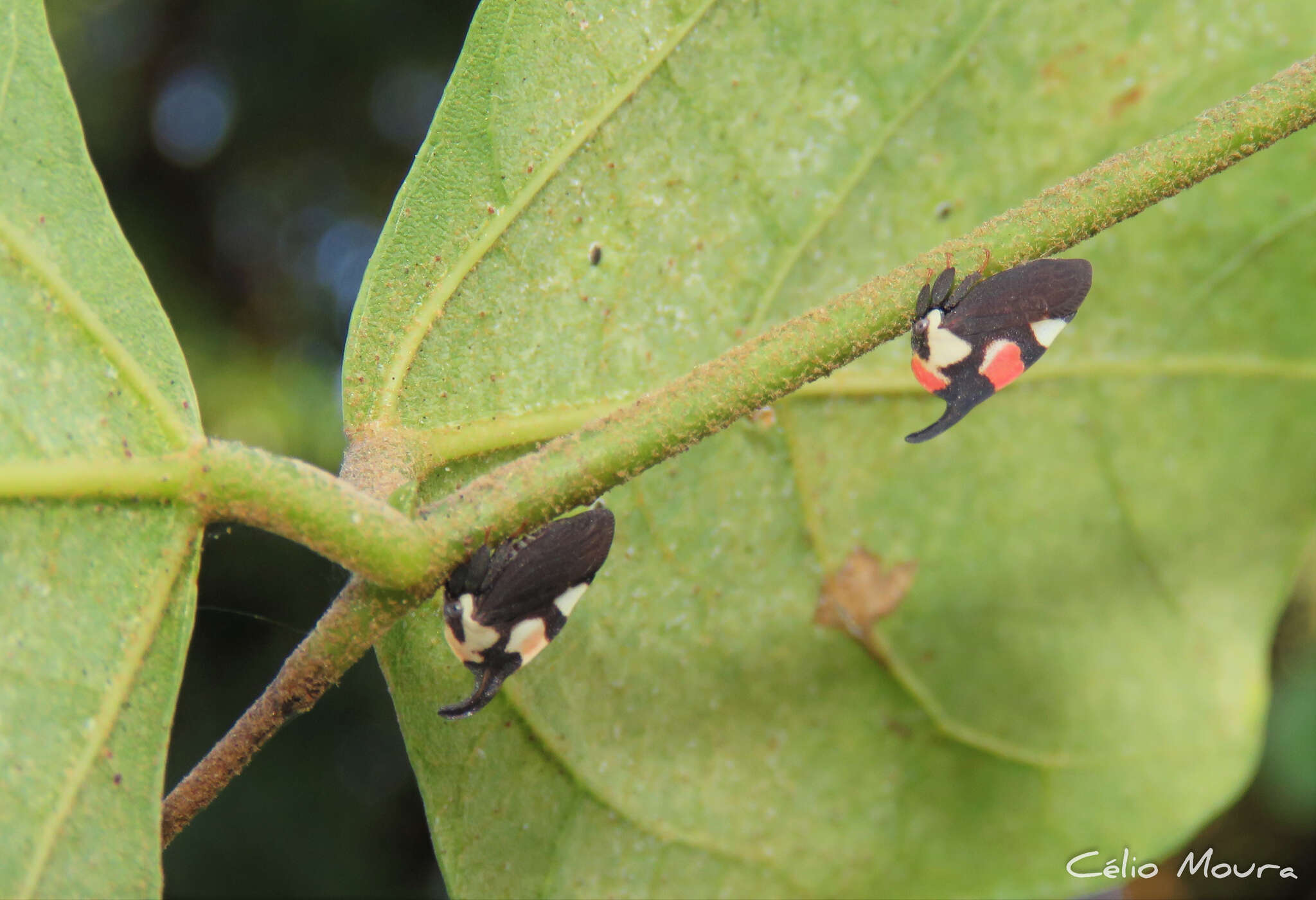 Imagem de Enchophyllum quinquemaculata Fairmaire