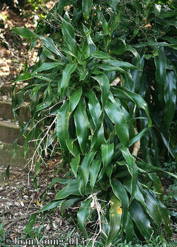 Image of large-leaved dragon tree