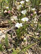 Image of Parish's slender meadowfoam