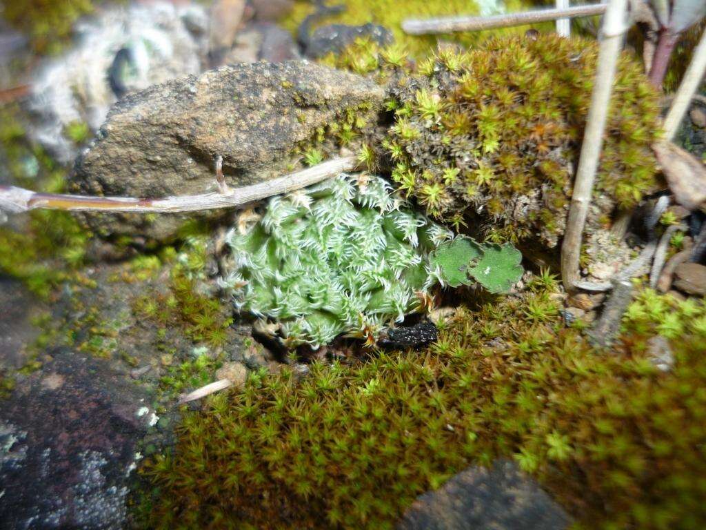 Image of Haworthia herbacea (Mill.) Stearn