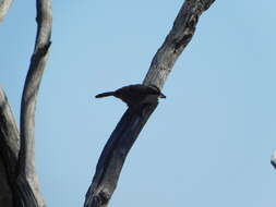 Image of White-browed Babbler