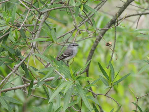 Serpophaga subcristata (Vieillot 1817)的圖片